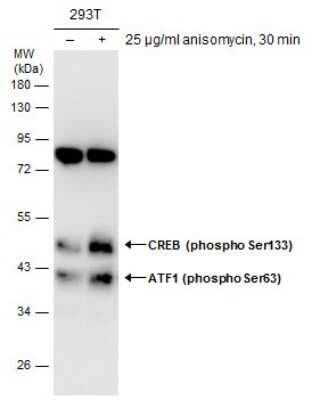 <b>Biological Strategies Validation. </b>Western Blot: ATF1 [p Ser63] Antibody [NBP3-12920] - Untreated (-) and treated (+) 293T whole cell extracts (50 ug) were separated by 10% SDS-PAGE, and the membrane was blotted with ATF1 (phospho Ser63) antibody (NBP3-12920) diluted at 1:5000.